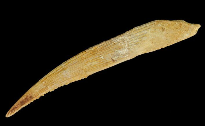 Fossil Shark (Hybodus) Dorsal Spine - Morocco #130362